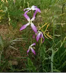 Wild Matthiola in Behbahan, Iran