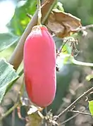 Mature fruit of ivy gourd