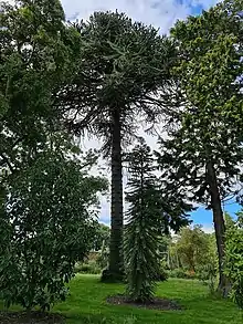 Mature monkey puzzle tree in National Botanic Gardens, Kilmacurragh