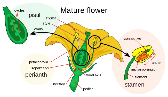 The parts of a flower, showing the stigma-style-ovary system.