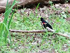 Red-winged blackbird