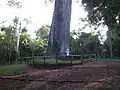 Giant Jequitibá-rosa estimated to be 3000 years old, in the Vassununga State Park, Santa Rita do Passa Quatro.