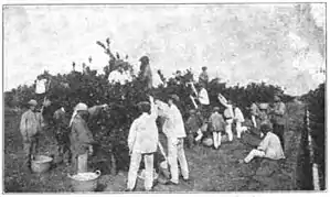 orange harvest, Valencia region, early 20th century