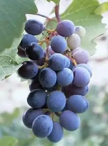 Mavro grapes used in the production of zivania.