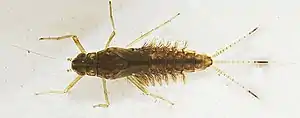 Image 17Mayfly nymph with paired abdominal gills (from Insect flight)