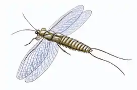 Image 19Mazothairos, a Carboniferous member of the now extinct order Palaeodictyoptera. (from Evolution of insects)