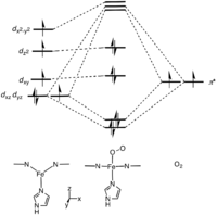 Molecular orbital description of Fe-O2 interaction in myoglobin.