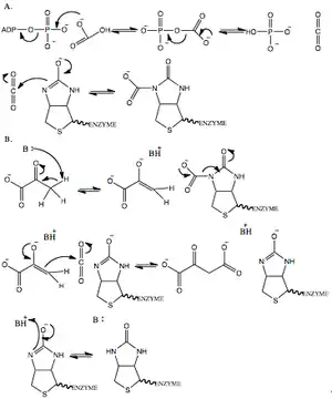 black and white schematic diagram depicting the mechanism of pyruvate carboxylase