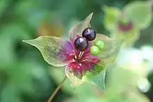 Medeola virginiana Linné. — Indian cucumber-root.