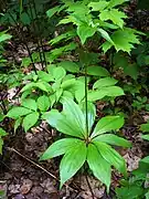 Two tiers of whorled leaves