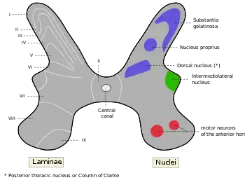 Rexed laminae groups the grey matter in the spinal cord according to its function.