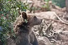 Brown bear at the Kuterevo bear sanctuary