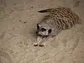 Meerkat