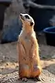 Meerkat