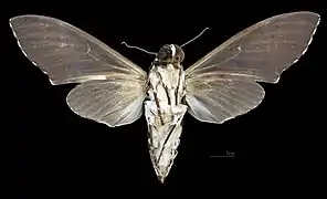 Female ventral