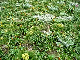 Bulbinella rossii, Stilbocarpa polaris, and two species of Pleurophyllum