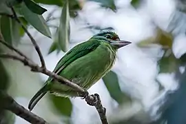 Moustached barbet