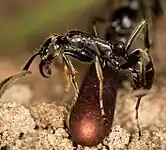 A major worker guarding a cocoon outside the nest