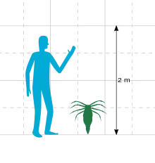 Size comparison of ''Megarachne'' and a human