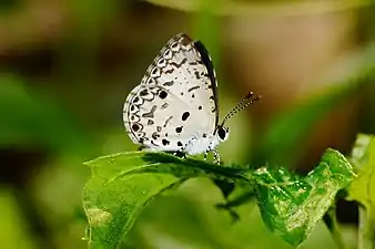 Ventral view