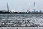 Flocks of black-headed gull and dunlin