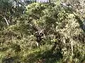 M. deanei growing in Ku-ring-gai Chase National Park