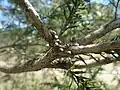 Melaleuca styphelioides fruit