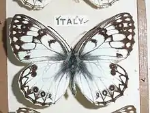 Melanargia arge