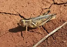 Melanoplus packardii