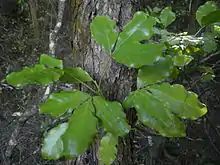 Wharangi plant.