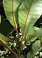 Underside of leaves