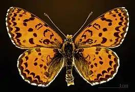 Male