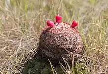 Melocactus plant in fruit.