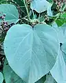 Hirsute (fuzzy) leaf of Melochia villosissima