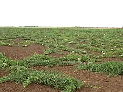 A water melon field in Bykovsky District