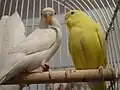 Albino hen and Lutino cock