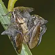 Mating pair