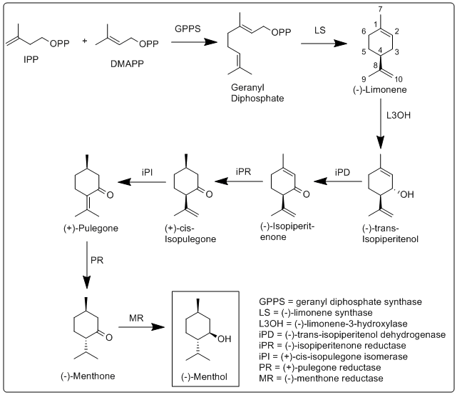 Menthol biosynthesis image