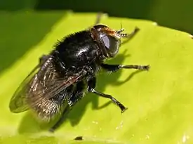 Merodon equestris actual size 12.3–17.2 mm (1⁄2–5⁄8 in)