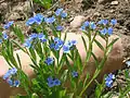 Short-styled Bluebell (Mertensia brevistyla)