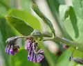 Flower buds