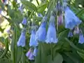 Aspen Bluebells (Mertensia arizonica)