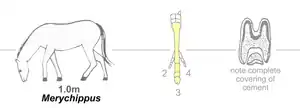 Image 16Merychippus, an effective grazer and runner (from Evolution of the horse)