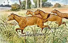 Image 27Restoration of Mesohippus (from Evolution of the horse)