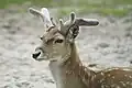 Persian fallow deer