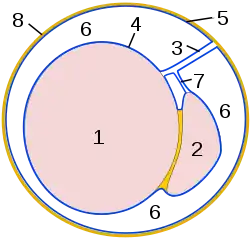 Schematic drawing: cross-section through a testicle