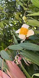 Mesua ferrea - Young leaves and flowers