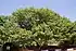Ceylon ironwood