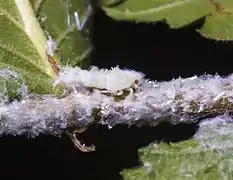 Citrus flatid planthopper larva