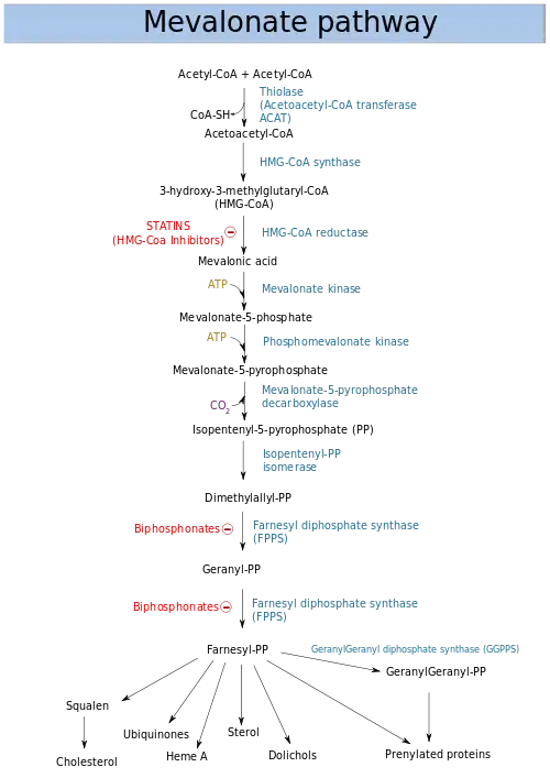 Mevalonate pathway